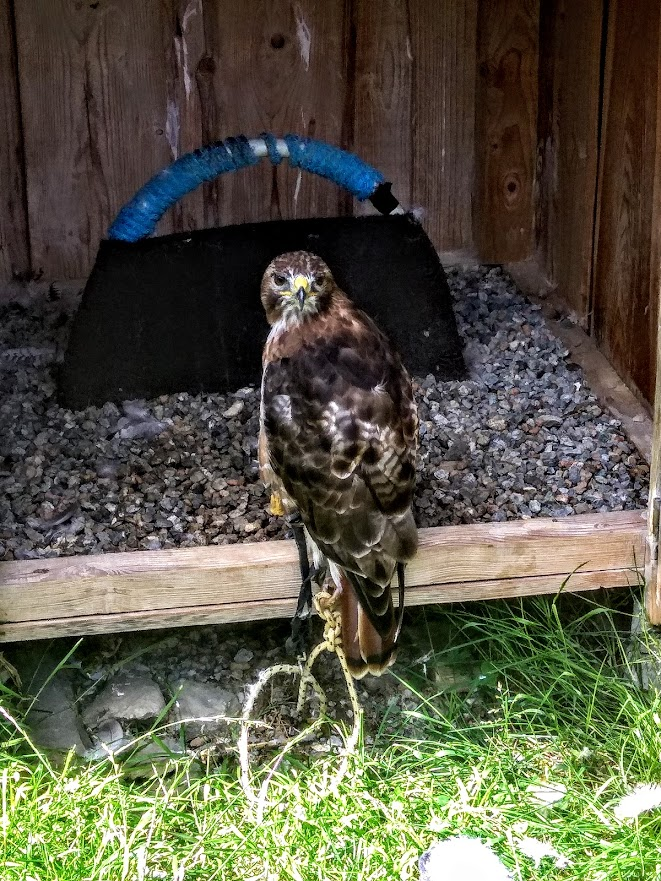 livebirdspoland_13f717650b77a3af011d48da88fd3ef6.png