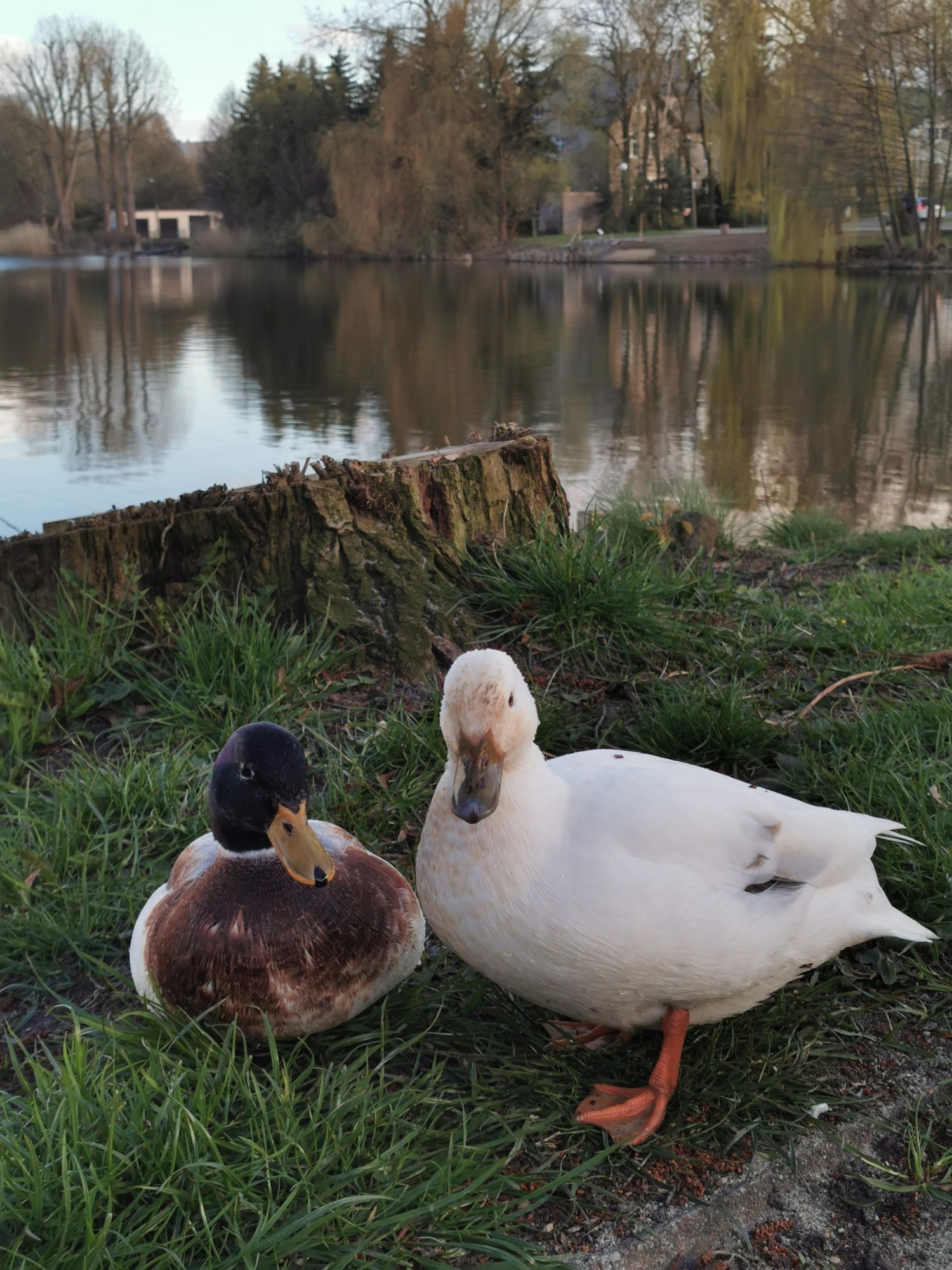 livebirdspoland_f23287fbcda39974280b2531fc2a94cf.jpg