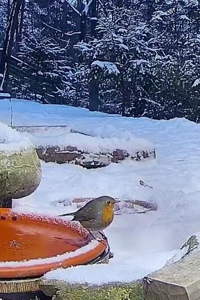 livebirdspoland_41d57cc54b25429f73a13b36f0079129.jpg