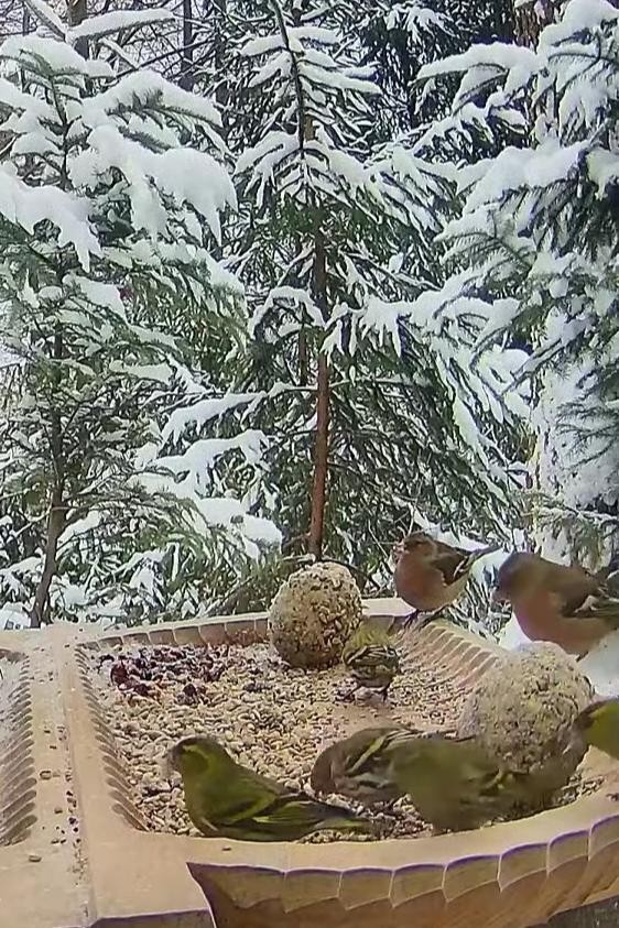livebirdspoland_c25c4344c82b39098c594eee6d62bbdc.jpg
