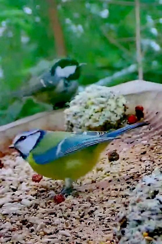 livebirdspoland_4382278f7ad2667c23f119bd106bf814.jpg