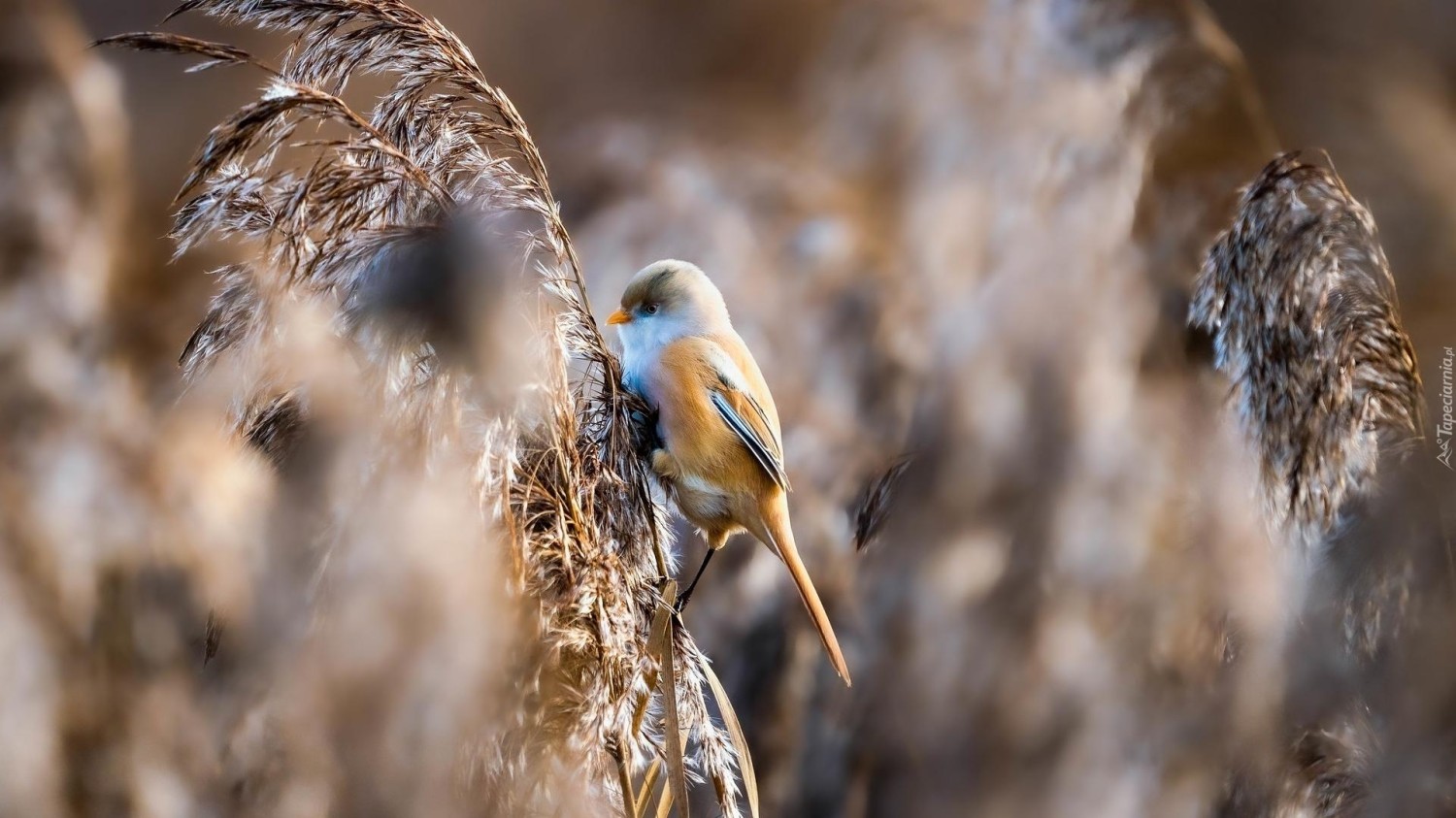 livebirdspoland_22742f6acbcfa52e6c4f433ccdb3fdee.jpg