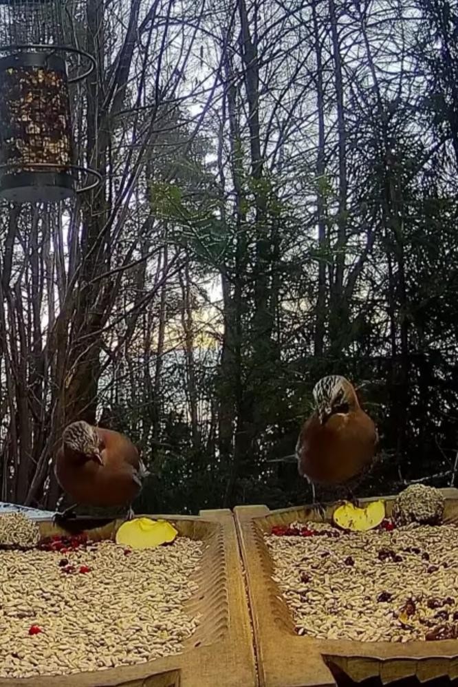 livebirdspoland_1e2ea22e2d28d33b78dae51dcf197911.jpg
