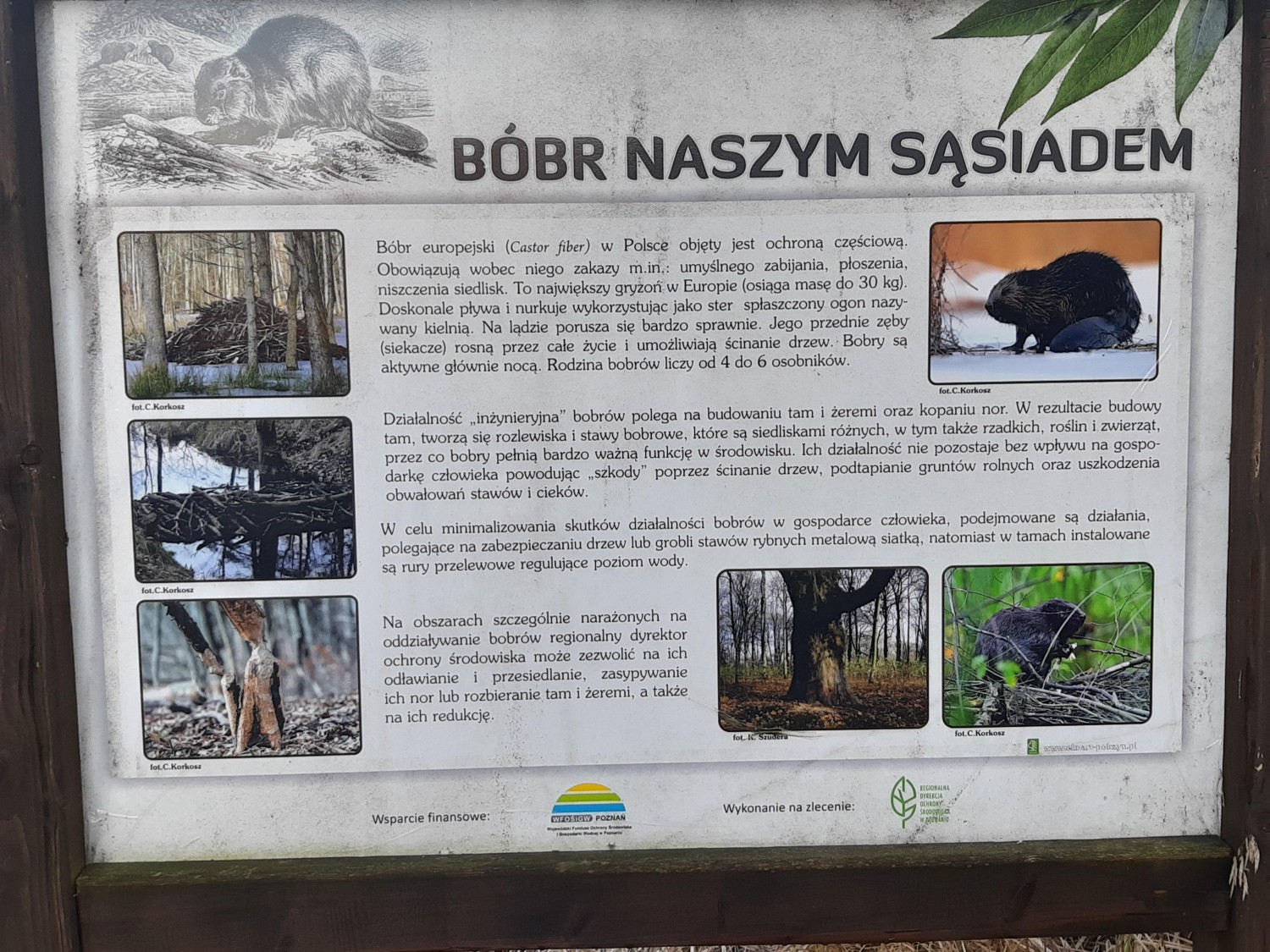 livebirdspoland_915c9fa96384e1a847c11d02728e9f02.jpg