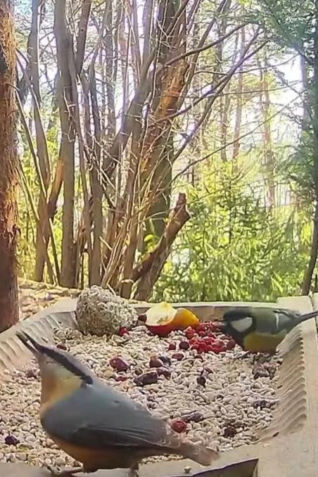 livebirdspoland_4dc18d3768156f4d1a33976b219e4d53.jpg