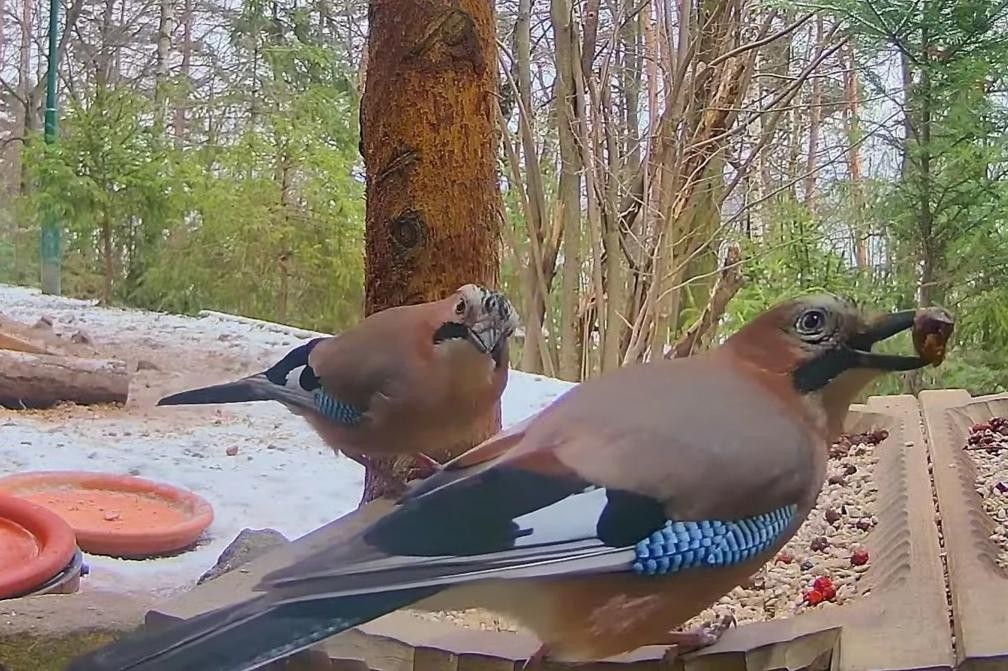 livebirdspoland_55d94dc9874fabeeec562a0b2637b822.jpg