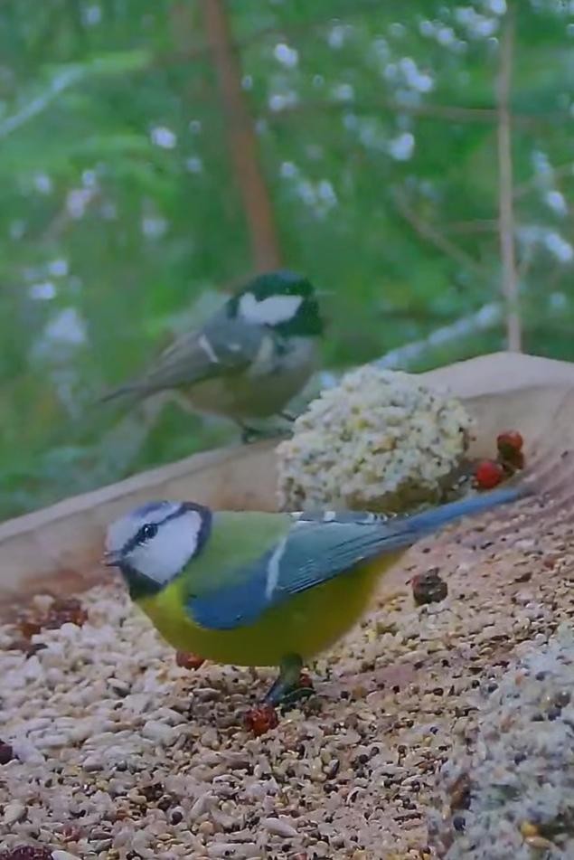 livebirdspoland_6f0fe187253c81957b0038cf53eb043d.jpg