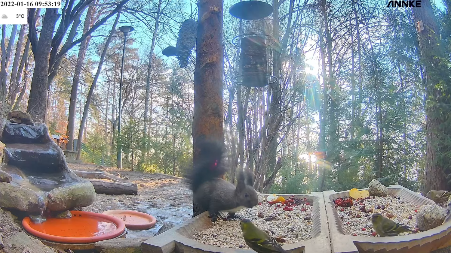 livebirdspoland_e7ed59467f11d1cba80b8b71edaa77a2.png