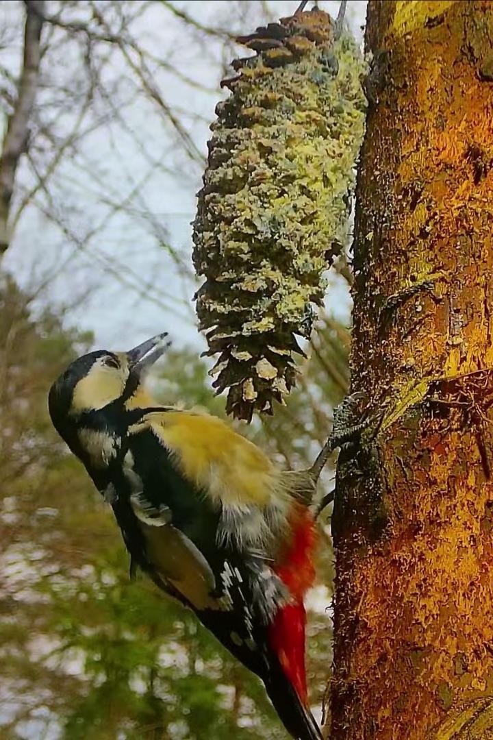 livebirdspoland_d13d959dfc5fff464f7367fce810a88a.jpg