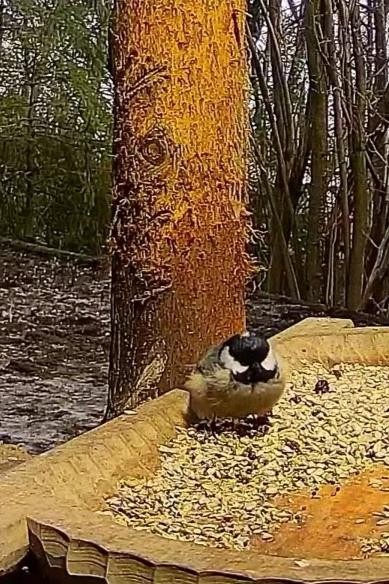 livebirdspoland_88f0ce6dc25e32a9beacbbcd1e644f12.jpg