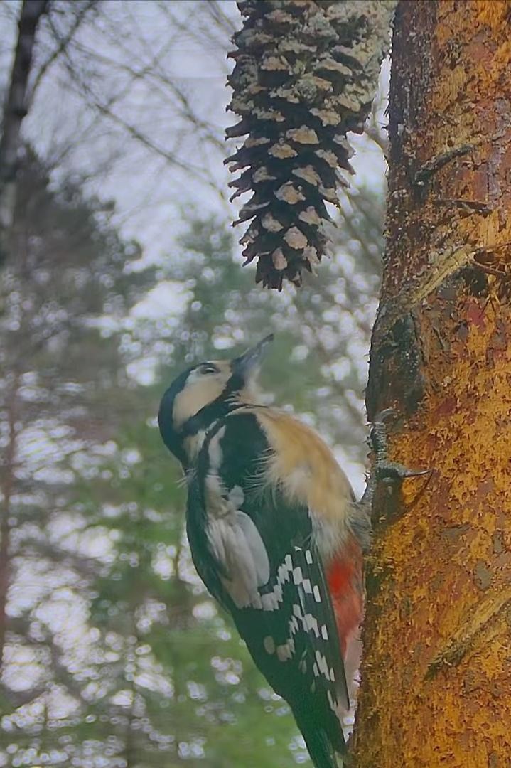 livebirdspoland_bf055bebc0705893d23d000c02681b2d.jpg
