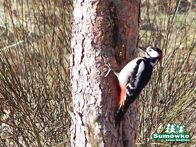 livebirdspoland_226adda69cda7f7d2e1afad097cd4f12.png