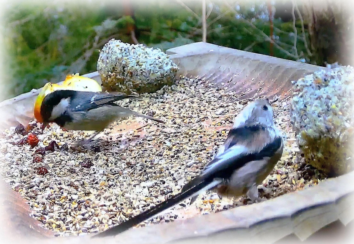 livebirdspoland_b4778c5291797638c833f590d29f110f.jpg