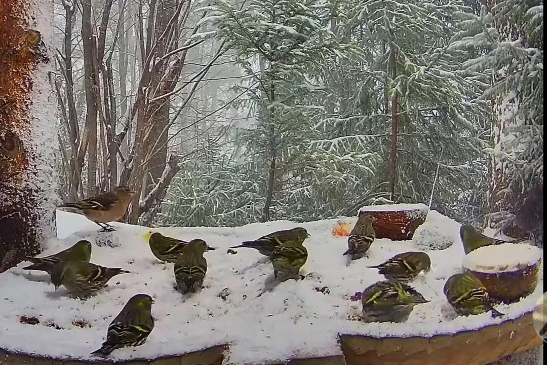 livebirdspoland_f78e020b32a1d84fbc96d4fb163169ba.jpg