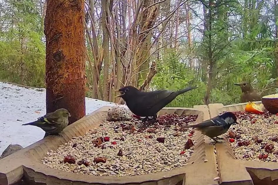 livebirdspoland_422eb240670428fe7e146690723c58d6.jpg