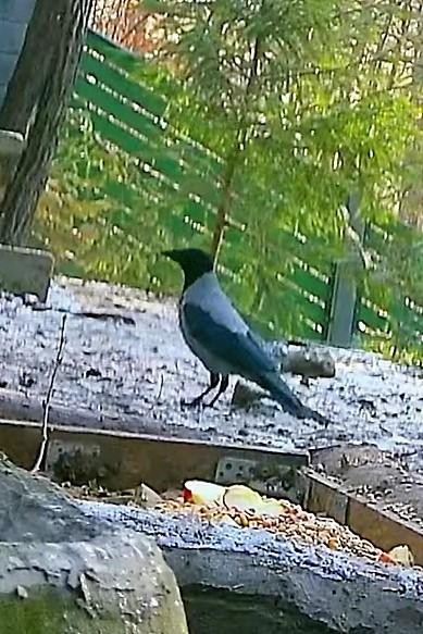 livebirdspoland_3209698c4e7745f5f68799fd2f44e88e.jpg