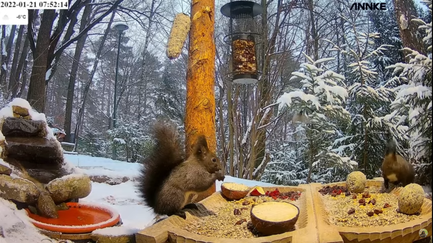 livebirdspoland_34a50b5869fdf7c86613598029894193.png