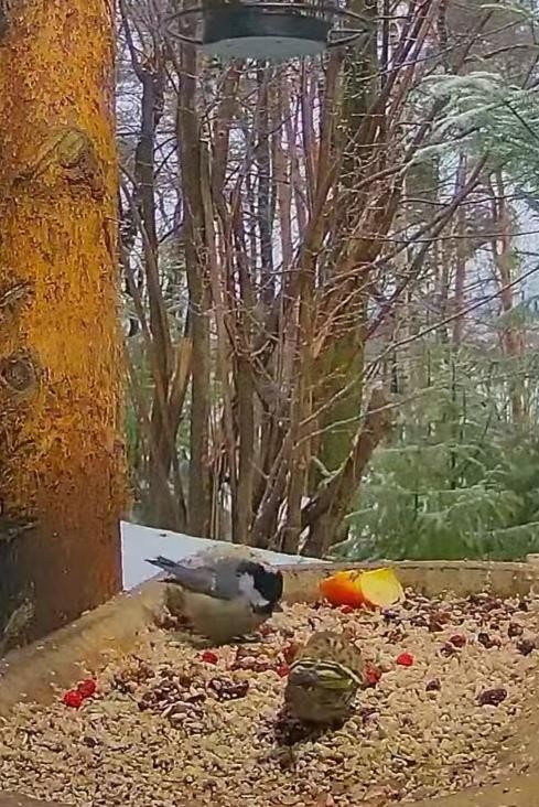 livebirdspoland_05270e667ee4f63e71cbc4a319ceb06d.jpg
