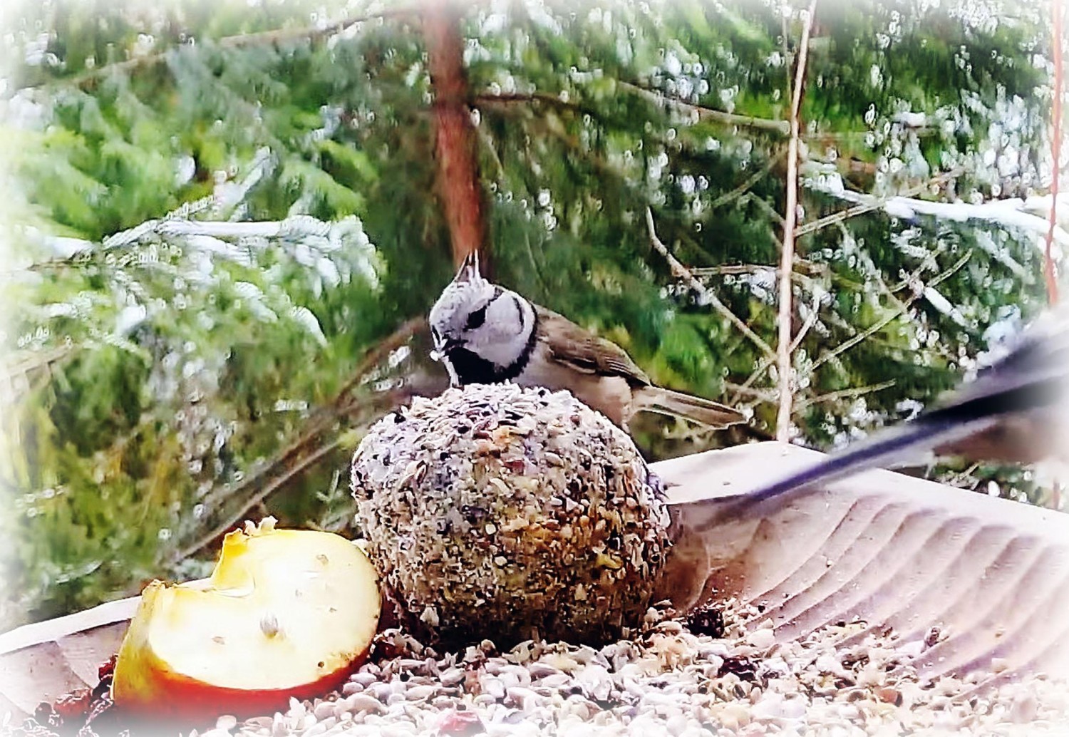 livebirdspoland_9fffc03f56a62ee5702ad4a54aad4222.jpg