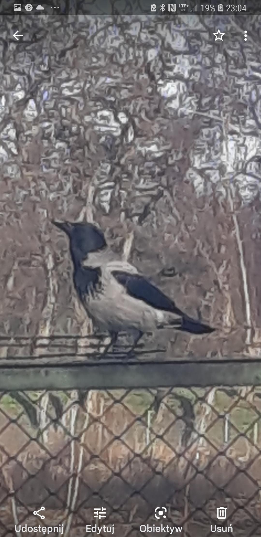livebirdspoland_c450c40affff53d1466f60177b2c53f5.jpg