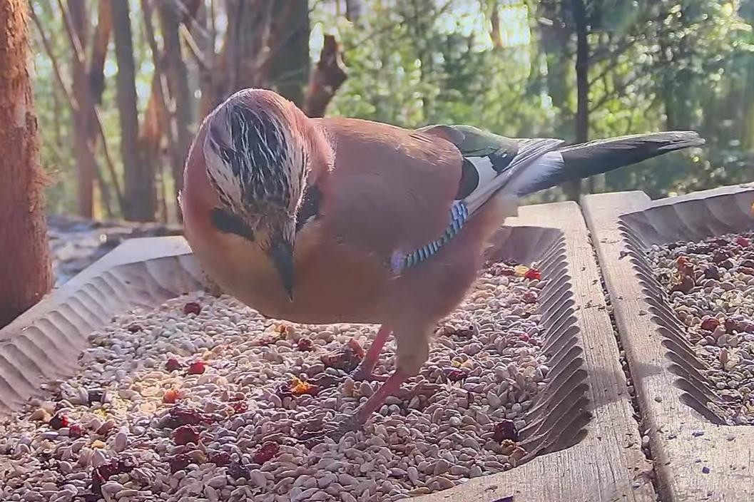livebirdspoland_9965752c825738b9a9b987b7132773ff.jpg