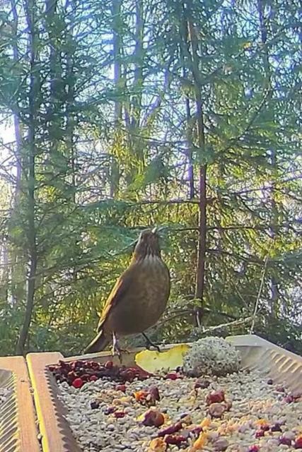 livebirdspoland_66c15c8e1e09a4fe9351009ca29ed8d0.jpg