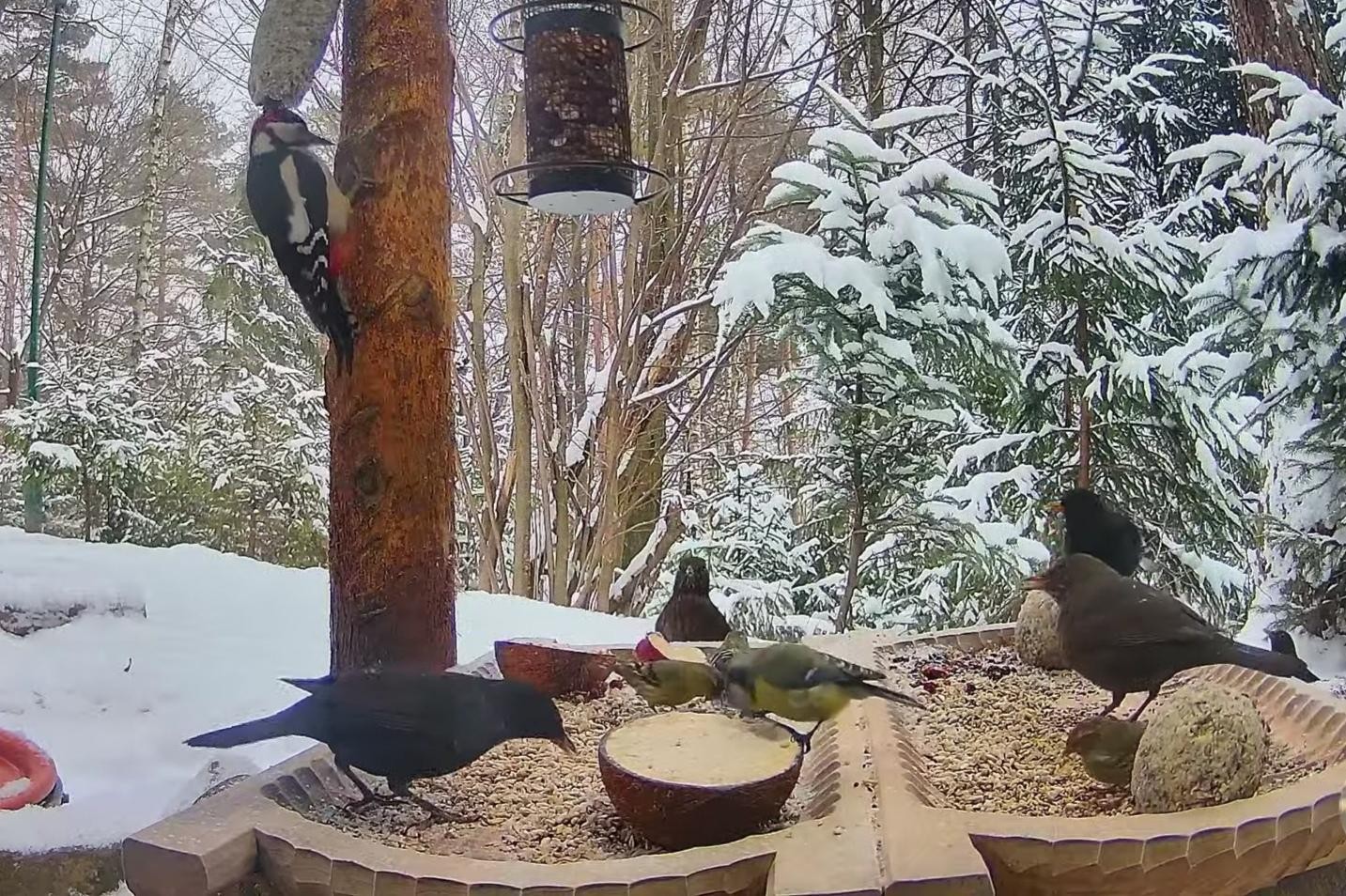 livebirdspoland_a592211c10826690f7b55d119c53f40e.jpg