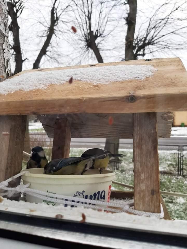 livebirdspoland_2297cff648f2a2ab8feda2950f906d44.jpg