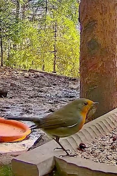 livebirdspoland_c0406d3c4ec5a9a609fb6b1e71afb6c1.jpg