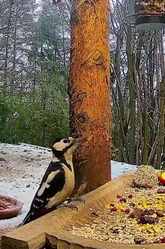 livebirdspoland_857ad44e87895f07f2464f2ed44aa256.jpg