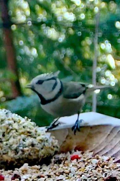 livebirdspoland_49b26126eb0a5387c8c5e53188b70e61.jpg