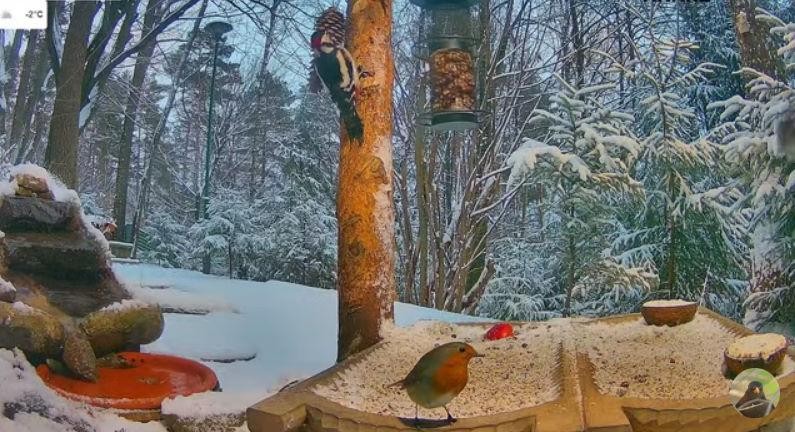 livebirdspoland_0e05f70591855592d9adce21dc0e3ca7.jpg