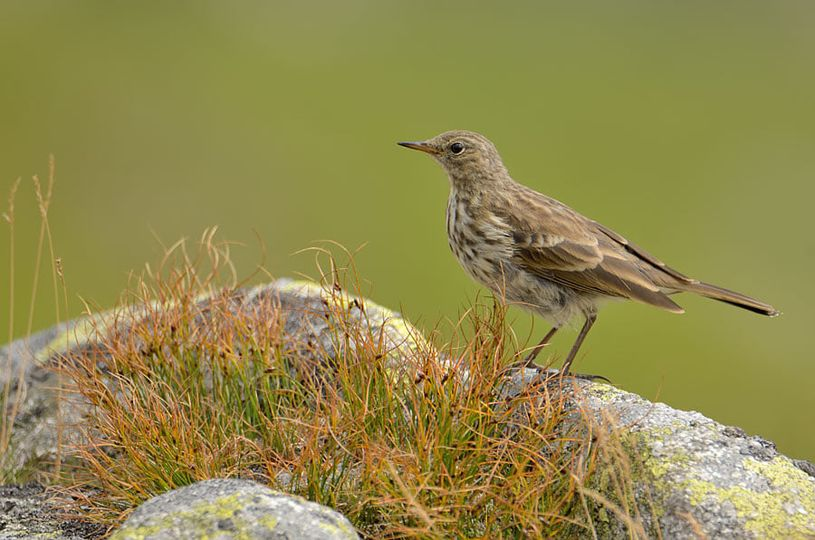 livebirdspoland_a053dfce11fe3b7e9c5b1f3faccad3ce.png