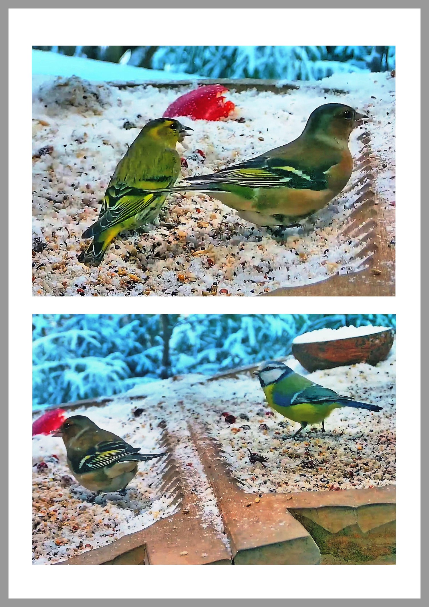 livebirdspoland_46f2cd1fe118174ad5c55eba4e782207.jpg