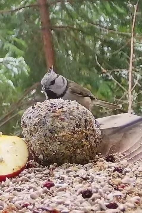 livebirdspoland_fb5ce04f45e8895b12a7fb6780eefc05.jpg