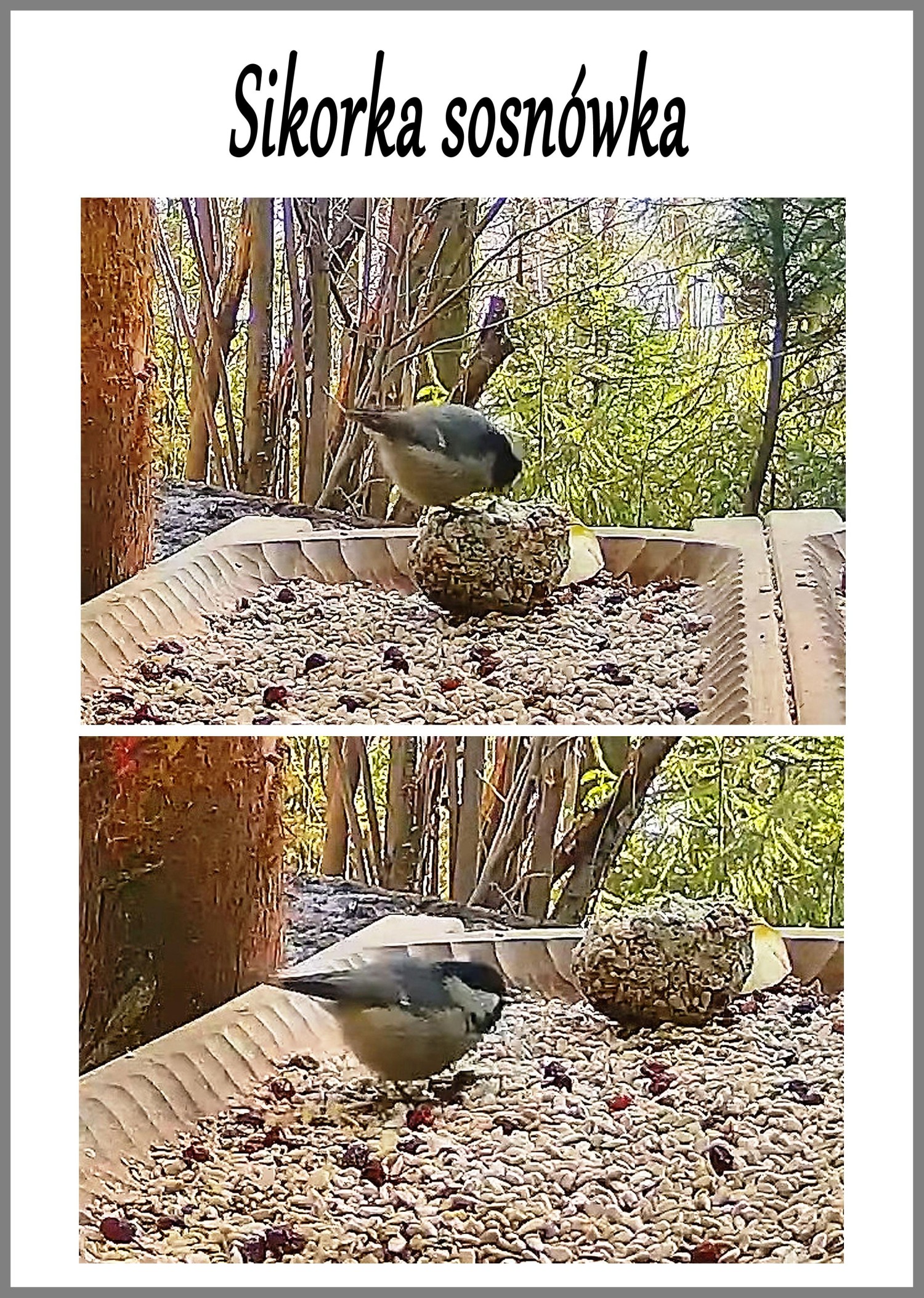 livebirdspoland_eb16d8ace5eb6f0cc51d8315f5a8ca7e.jpg