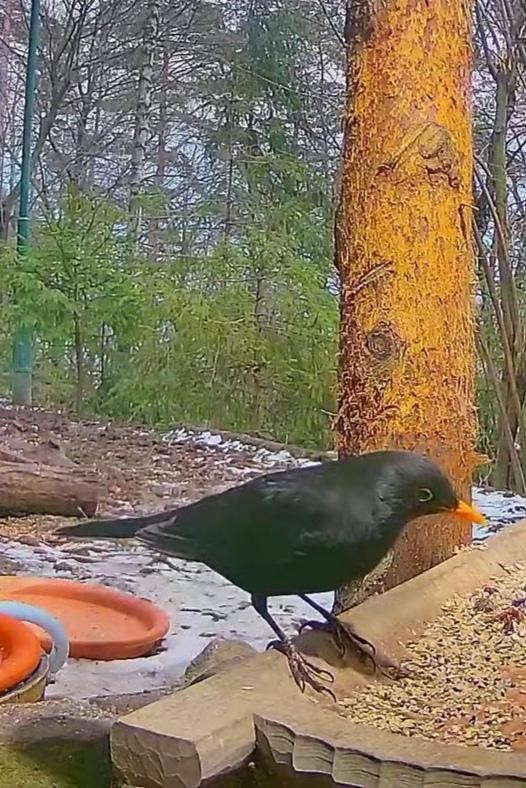 livebirdspoland_3b9404b6dd380cff91e6e4fbb9c64095.jpg