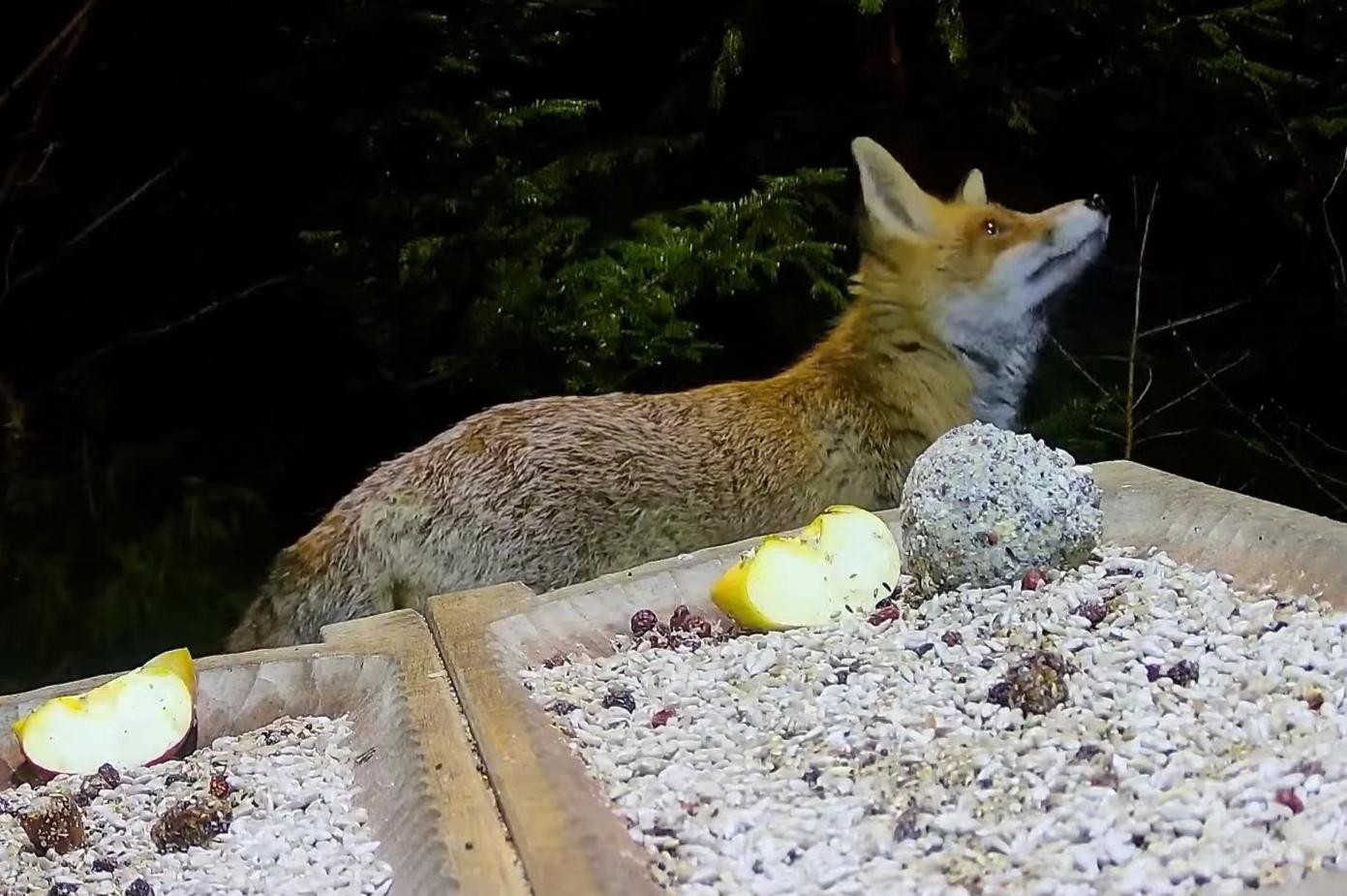 livebirdspoland_a0ce1db1416edae59c0614286e63166b.jpg