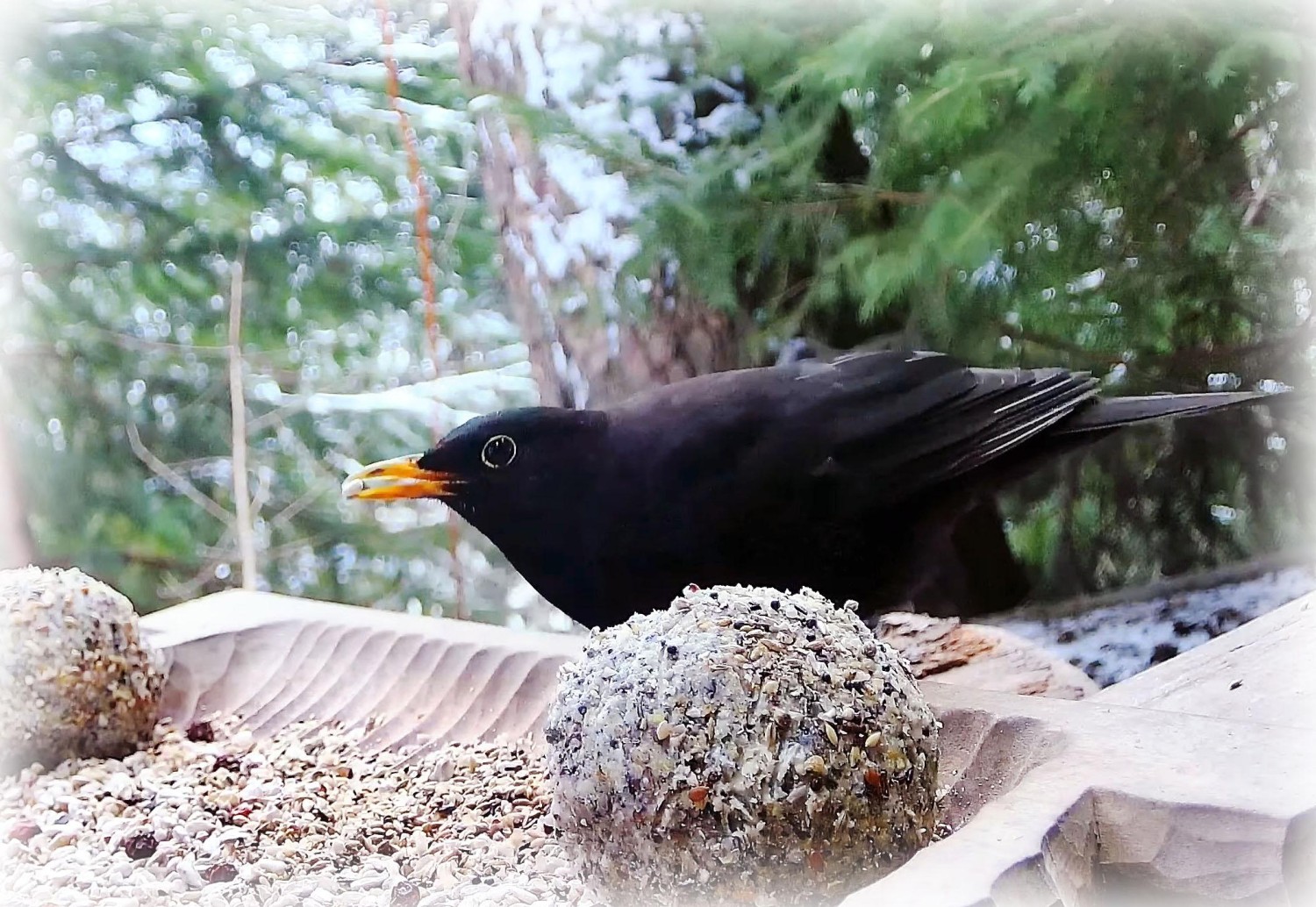 livebirdspoland_3aa8f1d803e55800c3f062f4df090e3c.jpg