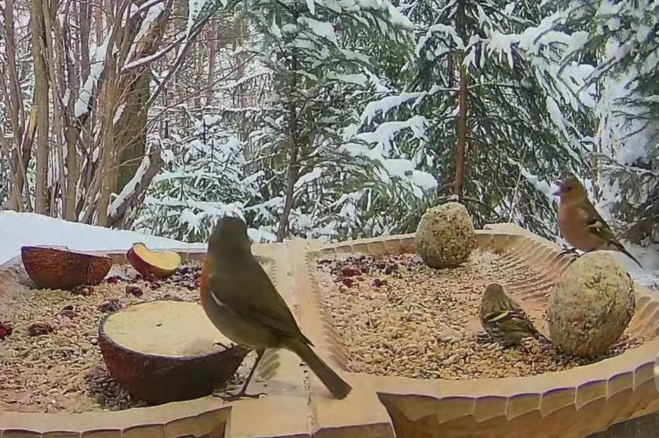 livebirdspoland_7f1f0cc7ddf4807f18405a42639bb930.jpg
