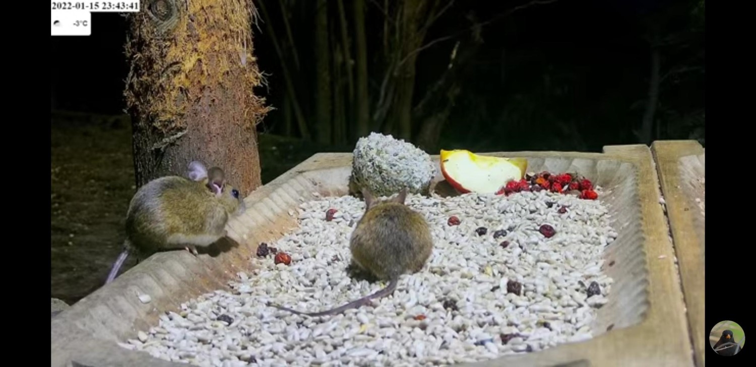 livebirdspoland_a1e2436fd6629dc899c1e8a5dcdcc41d.jpg