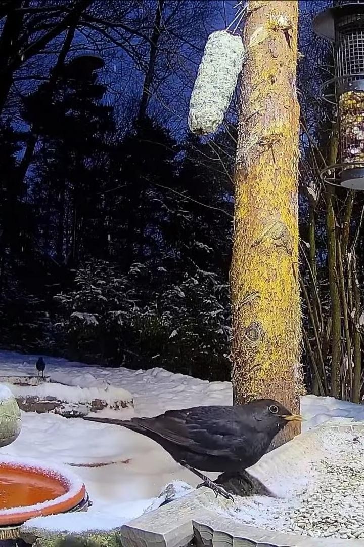 livebirdspoland_e45759ef3595588ddcf843bcfd578e48.jpg