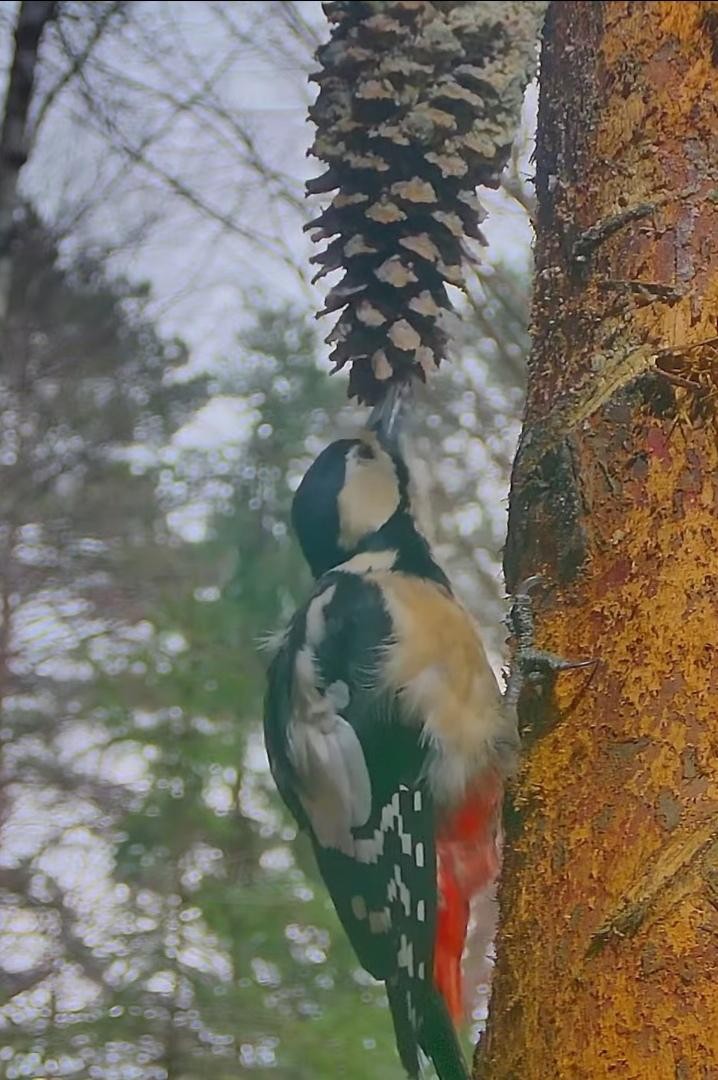 livebirdspoland_91c4273a035ffaa5b1e0822849eae3dd.jpg