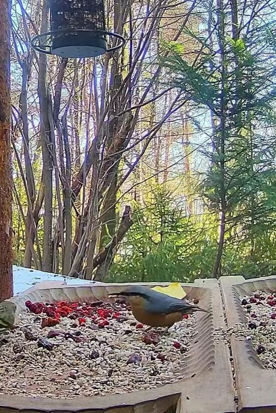 livebirdspoland_343f552dbe3c5e1d34d999aa45d099a9.jpg