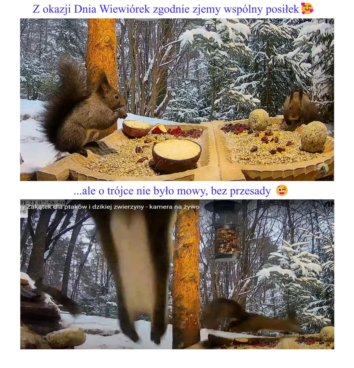 livebirdspoland_d7a68d727e5cf4d5adbc76239eff3302.jpg