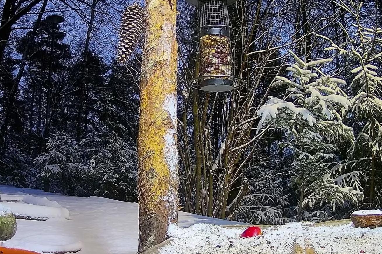livebirdspoland_cd583d908ac4dfe9e74f7d963aa543df.jpg