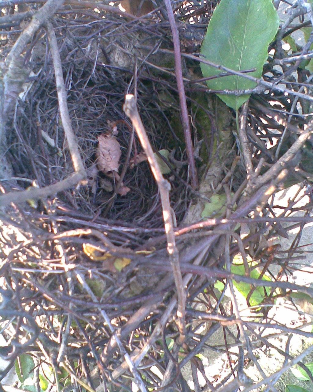 livebirdspoland_9f566d06c9fa89c930c21c0752e2e054.jpg
