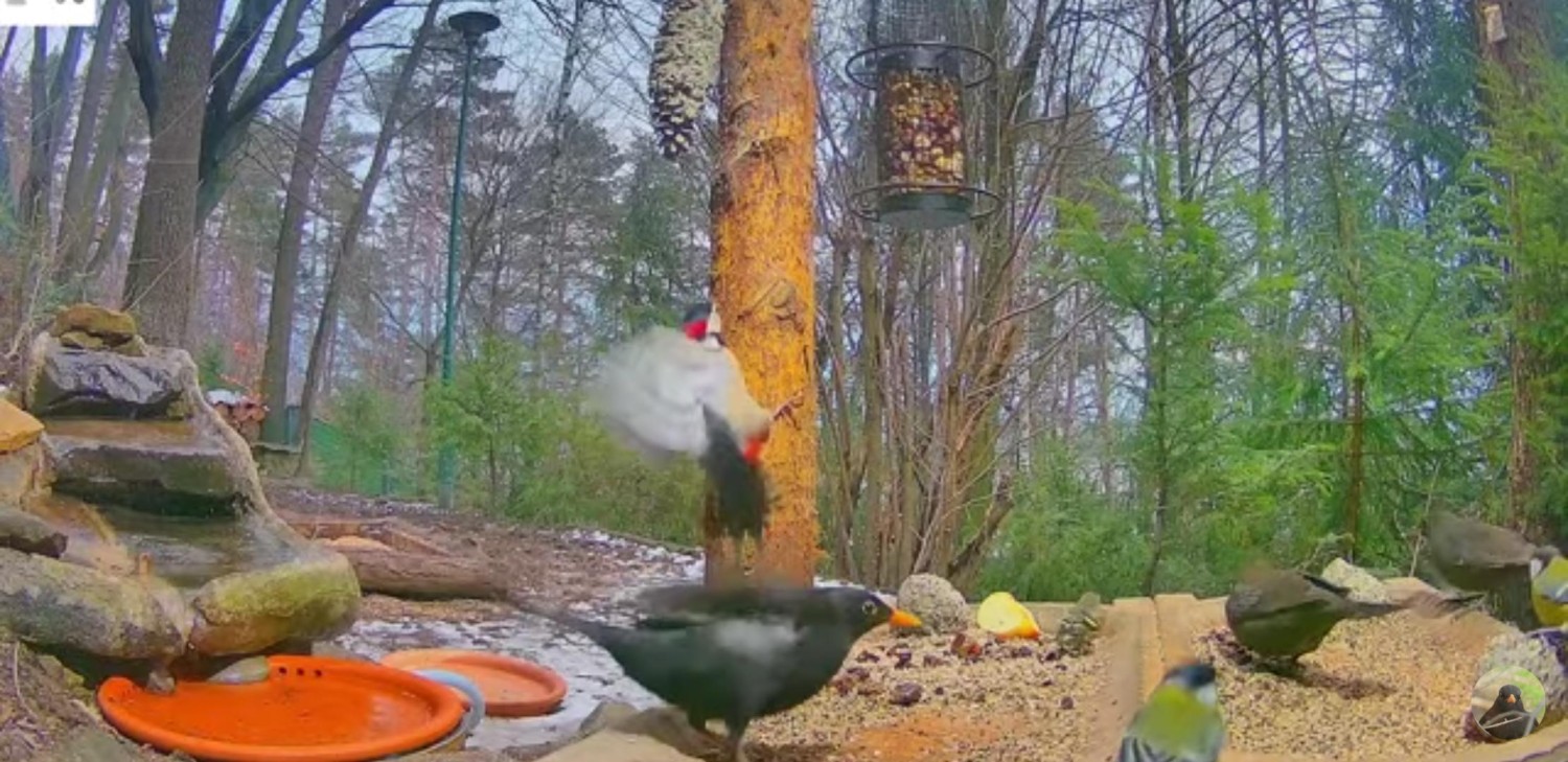 livebirdspoland_dbd736dc85db5180f5eeacbd91fd8893.jpg