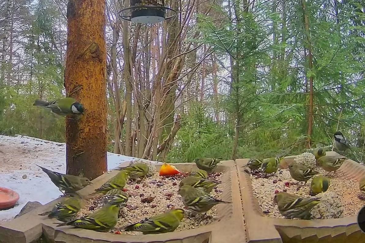 livebirdspoland_d308af21e2d786a0d8f52688a0e5b594.jpg