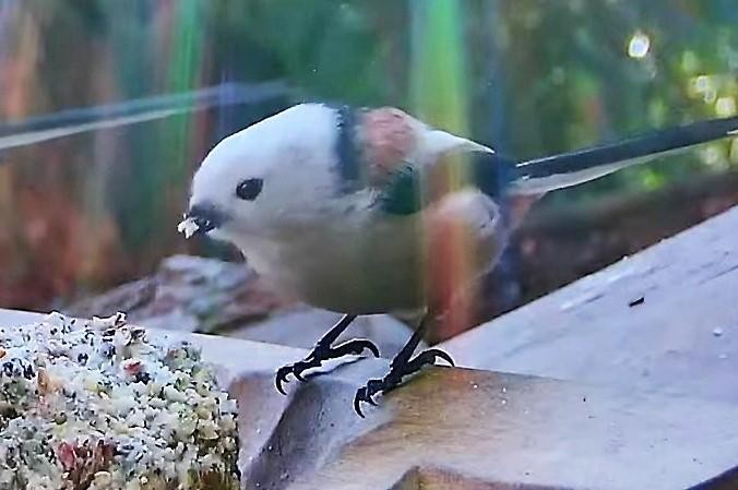 livebirdspoland_7451ff8bf508882e8aad41a0be65ba44.jpg